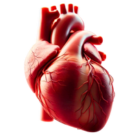 Heart & Stress